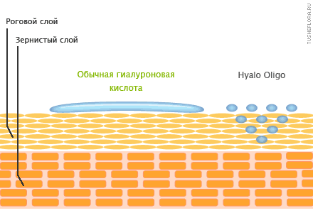 Hyalo-Oligo